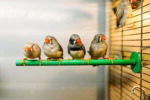 Birds sitting on a stick in pet shop. Poultry in zooshop, advertising concept