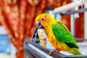 beautiful colorful sun conure wild parrot eating cookie Cute sun parakeet or sun conure parrot are eating