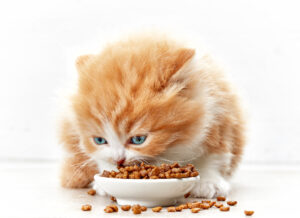 bowl of cat food and small kitten, selective focus
