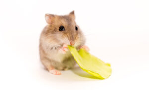 A handsome hamster isolated on a white background. Exotic pet. M